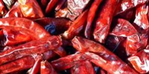 Dry Red Chilies