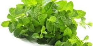 Mint Leave