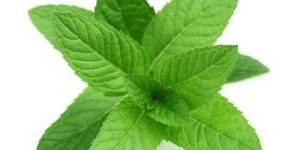 Mint Leaves