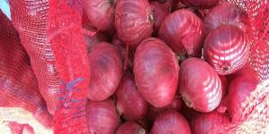 Red Onion