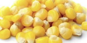 Sweet Corn Kernel