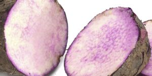 Violet Yam