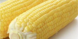 Whole Corn Cobs