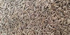 Cumin Seed