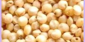 Sorghum