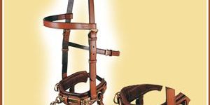 Padded Lunge Cavason for Horse