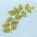 Gymnema Sylvestre
