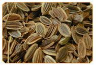 Dill Seeds