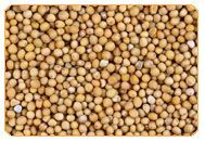 Mustard Seeds