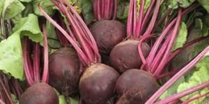 Fresh Beetroot