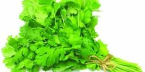 Coriander