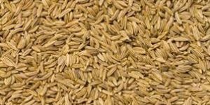 Cumin