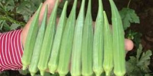 Okra