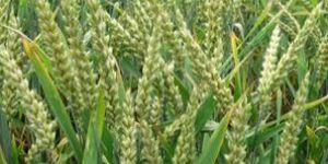 Wheat