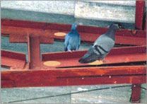 Bio-degradable Bird deterrent Gel