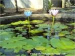 Aquatic Plants