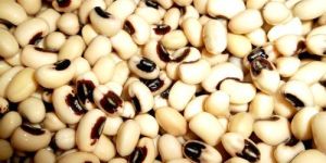 Pulses Grains Cereals