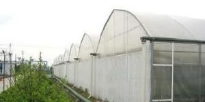 Green House Films with Wide Width