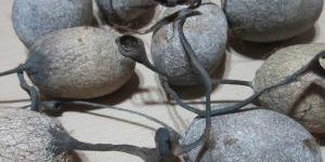 Plain Tussar Silk Cocoons Yarn