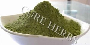 Moringa Oleifera Leaf Dry Powder Extract