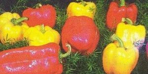 Fresh Color Capsicum
