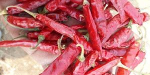 S-10 Dry Red Chilli