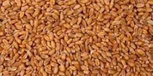 Wheat