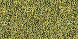 Green Millet Seeds