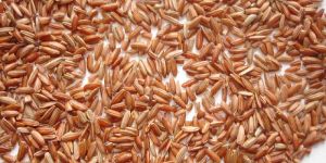 Red Raw Rice