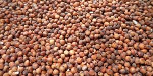 Red Sorghum Seeds