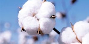Raw Cotton