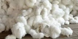 White Raw Cotton
