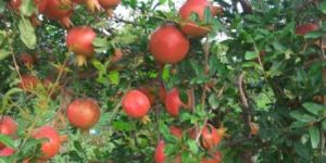 Fresh Vegetables & Fruits