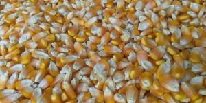 Pure Yellow Corn Seeds