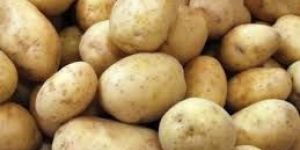 Solanum Tuberosum Potato