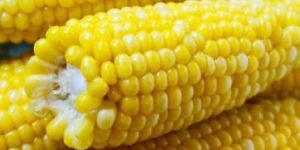 Whole Sweet Corn