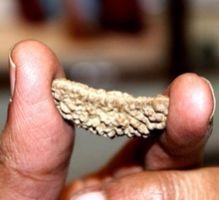 One Mukhi/face rudraksha