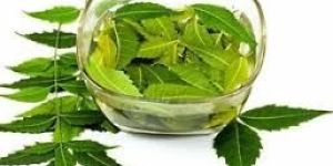 Fresh Neem Leaves