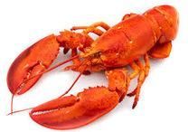 Lobster Fish