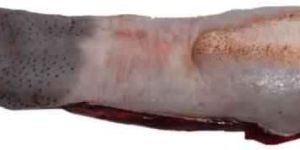 Tongue Meat