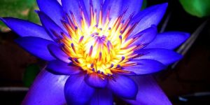 Blue Lotus Flower