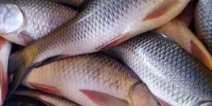 Frozen Rohu Fish