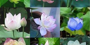 Organic Lotus Flower