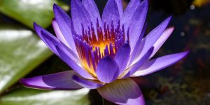 Purple Lotus Flower