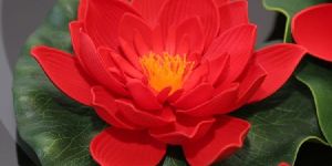 Red Lotus Flower