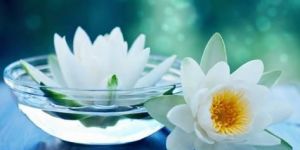 White Lotus Flower