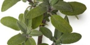 Sage Oil