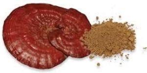 Ganoderma Lucidium