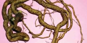 Rauvolfia Serepentina