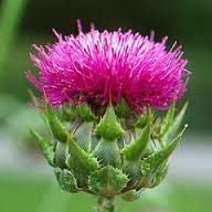 Silybum Marianum